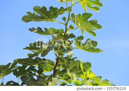 未成熟的無花果 135776120