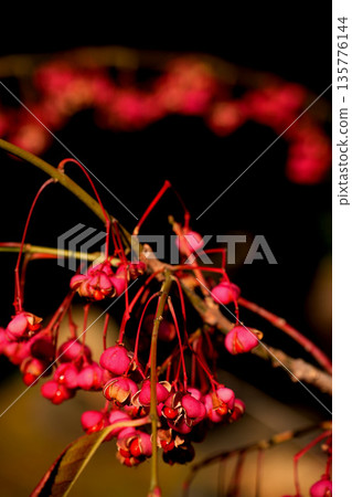 Red fruit of Mayumi 135776144