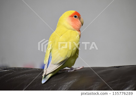 A pet cockatiel with vibrant feathers (from behind) 135776289
