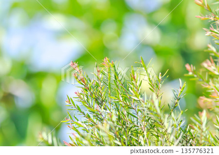 Juniperus sp , CUPRESSACEAE or bicolor plant 135776321
