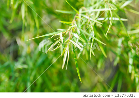 Salix babylonica var or pekinensis or Pendula or Weeping Willow or Salix babylonica L, SALICACEAE 135776325
