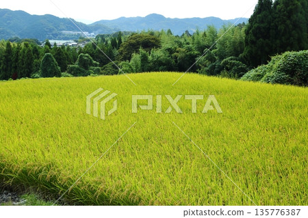 桂木古道上的稻穗 桂木古道上的稻穗 135776387