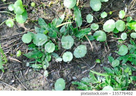 Water Pennywort or Kaempferia rotunda L or ARALIACEAE, Hydrocotyle umbellata or Kaempferia rotunda Water Pennywort or Kaempferia rotunda L or ARALIACEAE, Hydrocotyle umbellata or Kaempferia rotunda 135776402