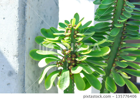 euphorbia, Euphorbia antiquorum L or euphorbiaceae or Malayan spurge tree or succulent euphorbia, Euphorbia antiquorum L or euphorbiaceae or Malayan spurge tree or succulent 135776406