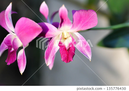 Cooktown Orchid, dendrobium bigibbum or red orchid or Bulbophyllum or dendrobium orchid or Dendrobium sp or ORCHIDACEAE 135776430