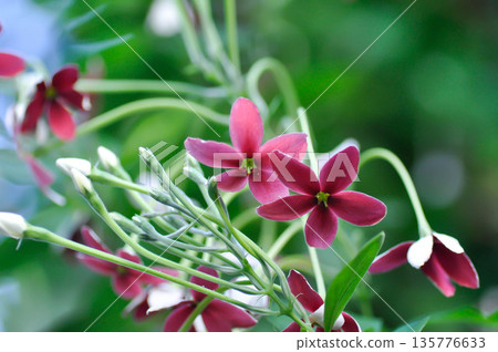 Rangoon Creeper, Chinese honey Suckle or Drunken sailor or Combretum indicum plant or pink flower 135776633