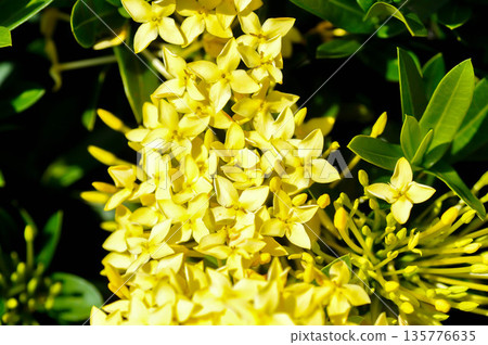 Ixora chinensis Lamk, Ixora spp or Zephyranthes or West Indian Jasmine or yellow ixora 135776635