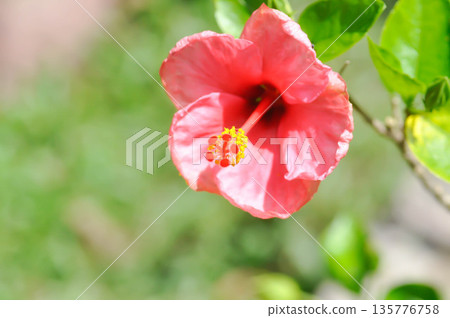 Chinese rose or Hibiscus or Hibiscus rosa sinensis or Hibisceae or Malvaceae , pink hibiscus flower Chinese rose or Hibiscus or Hibiscus rosa sinensis or Hibisceae or Malvaceae , pink hibiscus flower 135776758
