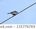 A great tit perched on a power line and blue sky 135776769