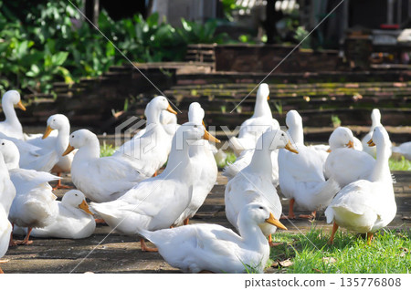duck or ducks on the farm , farm animal 135776808