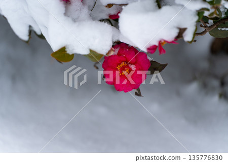 雪覆蓋的山茶花 135776830