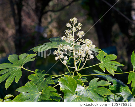 Fatsia flowers in the forest in late autumn Fatsia flowers in the forest in late autumn 135776851