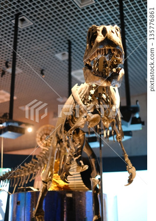 The complete skeleton of an Allosaurus that lived in the Jurassic period The complete skeleton of an Allosaurus that lived in the Jurassic period 135776861