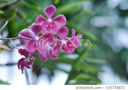 Vanda, Vanda sp or aranda orchid or x aranda or orchidaceae or orchid 135776871