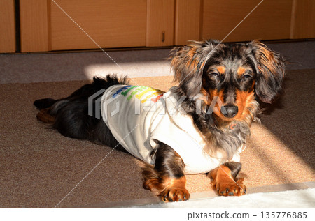 Our dachshund in a good mood after going out Our dachshund in a good mood after going out 135776885