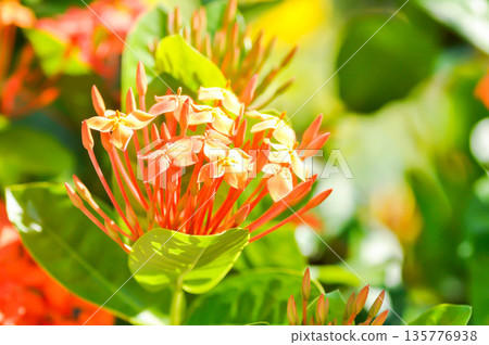 Ixora chinensis Lamk, Ixora spp or Zephyranthes or West Indian Jasmine and orange flower Ixora chinensis Lamk, Ixora spp or Zephyranthes or West Indian Jasmine and orange flower 135776938