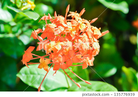 Ixora chinensis Lamk, Ixora spp or Zephyranthes or West Indian Jasmine and orange flower Ixora chinensis Lamk, Ixora spp or Zephyranthes or West Indian Jasmine and orange flower 135776939