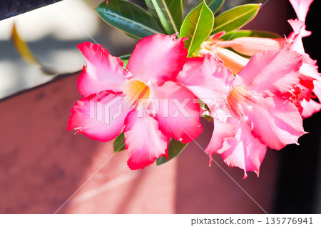 Desert rose, APOCYACEAE or Adenium obesum or Mock Azalea or Pinkbignonia or Impala lily Desert rose, APOCYACEAE or Adenium obesum or Mock Azalea or Pinkbignonia or Impala lily 135776941