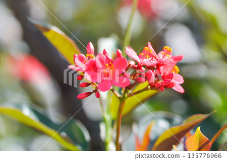 Cotton leaved jatropha, EUPHORBIACEAE or Jatropha integerrima or Jatropha integerrima Jacq or Peregrina or Spicy jatropha or pink flower or fuchsia flower Cotton leaved jatropha, EUPHORBIACEAE or Jatropha integerrima or Jatropha integerrima Jacq or Peregrina or Spicy jatropha or pink flower or fuchsia flower 135776966