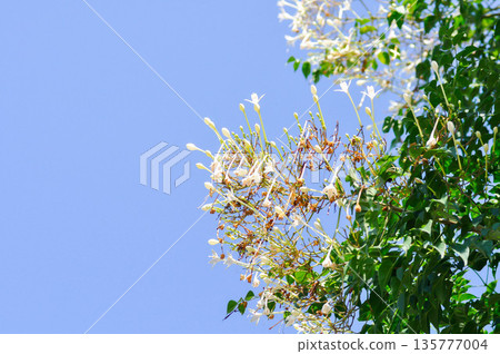 Cork tree, Indian cork tree or Millingtonia hortensis Linn or BIGNONIACEAE or white flower 135777004