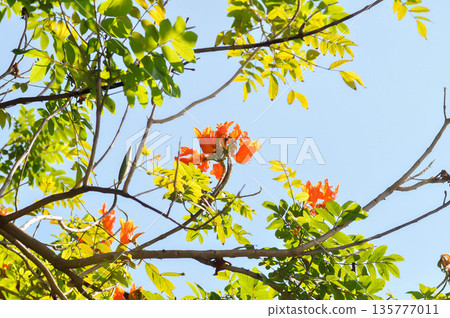 African tulip tree, bignoniaceae or Fire bell or Flame of the forest or Fountain tree or Spathodea campanulata or Syringe with orange flowers African tulip tree, bignoniaceae or Fire bell or Flame of the forest or Fountain tree or Spathodea campanulata or Syringe with orange flowers 135777011