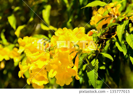 Trumpet vine, Yellow bell or Yellow elder or yellow flower 135777015
