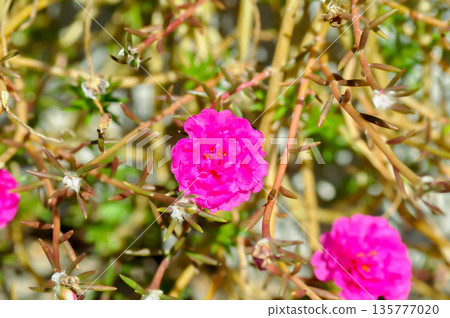 Portulaca oleracea L, Common Purslane or  Little Hogweed or  Pigweed or Pusley or  Verdolaga or PORTULACACEAE 135777020