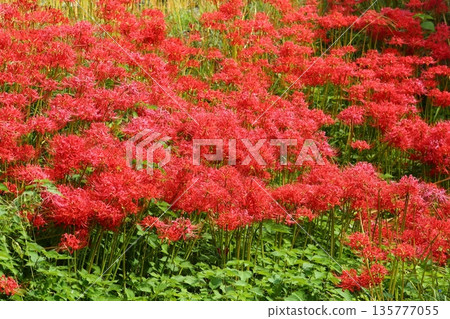 A cluster amaryllis of Katsuragi Kodo A cluster amaryllis of Katsuragi Kodo 135777055