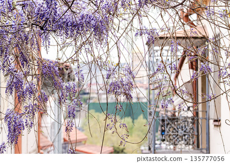 Purple wisteria plant blooming in the Old Tbilisi Purple wisteria plant blooming in the Old Tbilisi 135777056