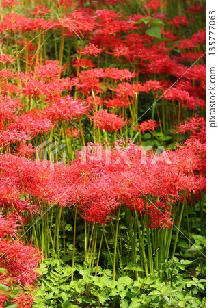 A cluster amaryllis of Katsuragi Kodo A cluster amaryllis of Katsuragi Kodo 135777063