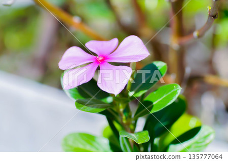 Catharanthus roseus G Don ,APOCYNACEAE or Madagascar periwinkle or Vinca or Old maid or purple flower or pink flower Catharanthus roseus G Don ,APOCYNACEAE or Madagascar periwinkle or Vinca or Old maid or purple flower or pink flower 135777064