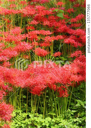 Katsuragi Kodo的群集孤挺花 135777066