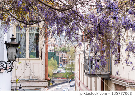Purple wisteria plant blooming in the Old Tbilisi Purple wisteria plant blooming in the Old Tbilisi 135777068