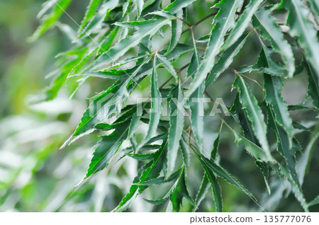 Ming Aralia, Araliaceae or Parsley Panax or Plerandra or Plerandra elegantissima or Polyscias fruticosa Ming Aralia, Araliaceae or Parsley Panax or Plerandra or Plerandra elegantissima or Polyscias fruticosa 135777076