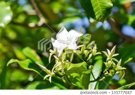 Cerbera Odollam Gaertn or Apocynaceae or pong pong and flowers Cerbera Odollam Gaertn or Apocynaceae or pong pong and flowers 135777087