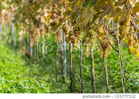 Autumnal vinery in Kakheri area in Georgia 135777122