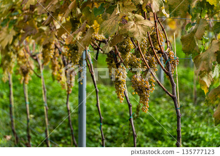 Autumnal vinery in Kakheri area in Georgia 135777123
