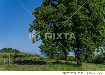 Vineyard in Kakheti region in Georgia Vineyard in Kakheti region in Georgia 135777127