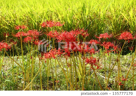 A cluster amaryllis of Katsuragi Kodo 135777170