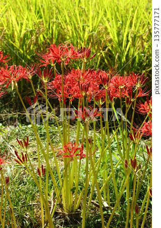 A cluster amaryllis of Katsuragi Kodo A cluster amaryllis of Katsuragi Kodo 135777171