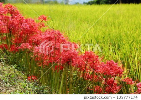 A cluster amaryllis of Katsuragi Kodo A cluster amaryllis of Katsuragi Kodo 135777174