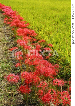 A cluster amaryllis of Katsuragi Kodo A cluster amaryllis of Katsuragi Kodo 135777175
