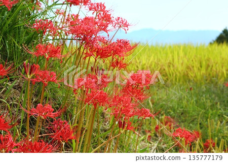 A cluster amaryllis of Katsuragi Kodo A cluster amaryllis of Katsuragi Kodo 135777179
