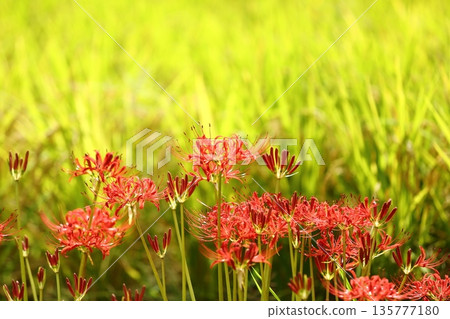 A cluster amaryllis of Katsuragi Kodo A cluster amaryllis of Katsuragi Kodo 135777180