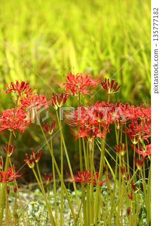 A cluster amaryllis of Katsuragi Kodo A cluster amaryllis of Katsuragi Kodo 135777182