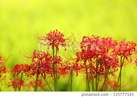 A cluster amaryllis of Katsuragi Kodo 135777183