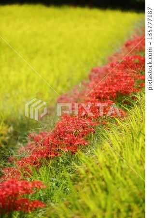 A cluster amaryllis of Katsuragi Kodo A cluster amaryllis of Katsuragi Kodo 135777187