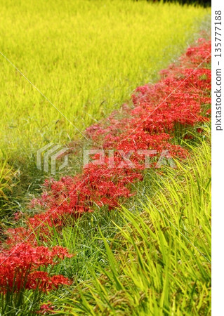 A cluster amaryllis of Katsuragi Kodo A cluster amaryllis of Katsuragi Kodo 135777188