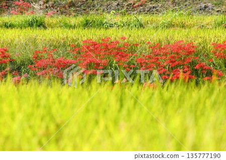A cluster amaryllis of Katsuragi Kodo A cluster amaryllis of Katsuragi Kodo 135777190