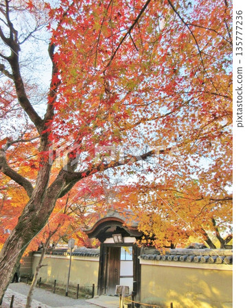 高台寺秋葉 135777236
